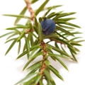 Juniper Juniperus virginiana