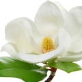 BEAUTIFUL MAGNOLIA