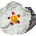 Labdanum Cistus ladanifer, Cistus creticus