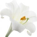 Lily Lilium (Liliaceae)