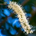 Macadamia Flower Macadamia Integrifolia Maiden & Betche