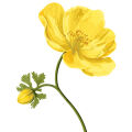 Jarana Flower Lecythis Jarana Var.