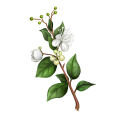 Lemon Myrtle Backhousia citriodora