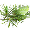 Himalayan Cedar Cedrus deodara