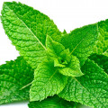 Mint Mentha spicata, piperita, aquatica (Labiatae)