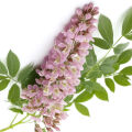 Licorice Flower Glycyrrhiza Glabra