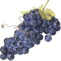 Cabernet Grape Vitis Vinifera