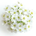 Sweet Alyssum Lobularia Maritima