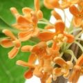 Yunnan Osmanthus Osmanthus fragrans var. aurantiacus