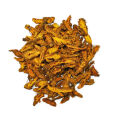 Huang Lian Coptis Chinensis