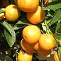 Citrus Japonica Citrus japonica