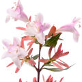 Abelia 