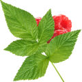 Raspberry leaf 