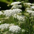 Wild carrot Daucus Carota