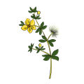 Chaparral Larrea Tridentata
