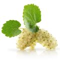 White Mulberry 