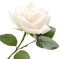 Alba Rose Rosa × Alba