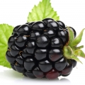 Blackberry