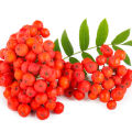 Ashberry Sórbus