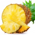 Pineapple Ananas comosus