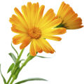 Calendula Calendula Officinalis