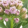 Milkweeds Asclepiadoideae