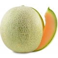 Melon Cucurbitaceae family