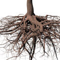 Cedar Roots Cedrus
