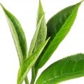Bohea (Wuyi Tea) 