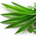 Pandan Leaf 