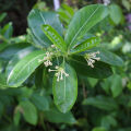 Acronychia pedunculata Acronychia pedunculata (Linn.) Miq.