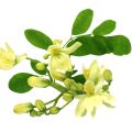 Moringa Blossom Moringa Oleifera