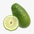 Perfume lemon Citrus limon var. aromaticum