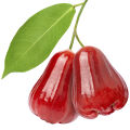Rose Apple Syzygium Jambos