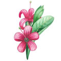 Cashew Flower Anacardium Occidentale
