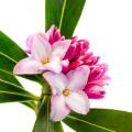 Winter Daphne 
