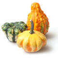 Flowering Gourd Cucurbitaceae