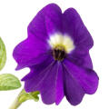 Amethyst Flower Browallia americana