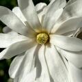 Star Magnolia Magnolia stellata
