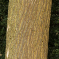 Paper Mulberry Broussonetia papyrifera