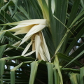 Kewra Pandanus odorifer