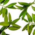 Almaciga