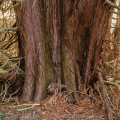 Western redcedar
