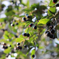 Maqui Berry
