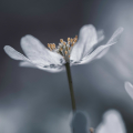 Solar Flowers