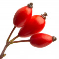 Rose Hip Rosa canina