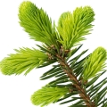 Fir resin