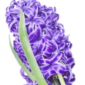 Hyacinth Hyacinthus orientalis