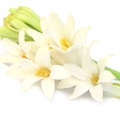 Tuberose Polianthes tuberosa