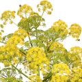 Galbanum Ferula gummosa, syn. galbaniflua